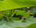 Beetle macro wallpaper